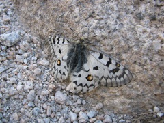 Parnassius behrii