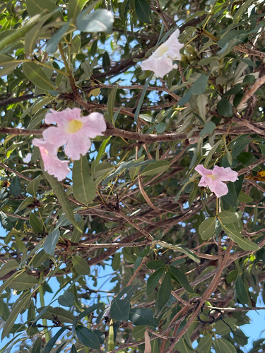 Tabebuia heterophylla observed 2026-07-14
