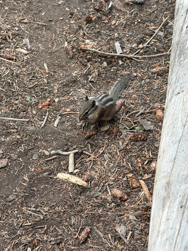 Uinta Chipmunk observed by nadia20687