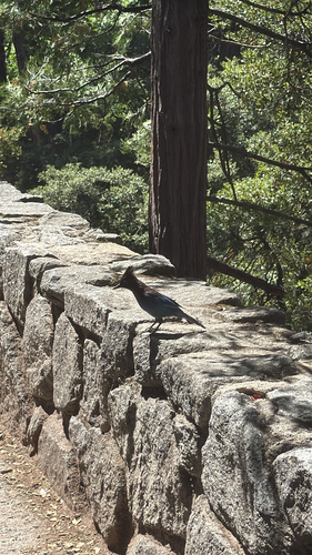 iNaturalist observation photo of Steller's Jay