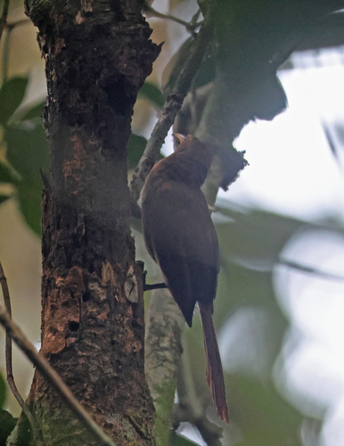 Garritornis isidorei observed 2025-10-27