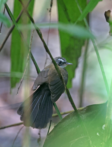 Rhipidura threnothorax observed 2025-10-26