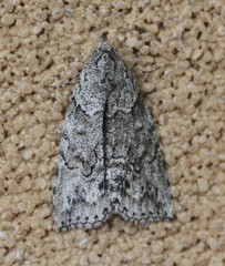 Calathusa basicunea