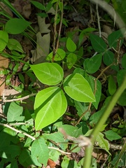 Image of Amphicarpaea bracteata
