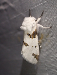 Euerythra trimaculata