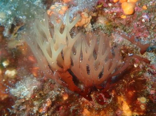 Sebdenia observed 2026-06-28