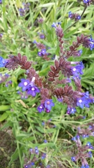Anchusa officinalis