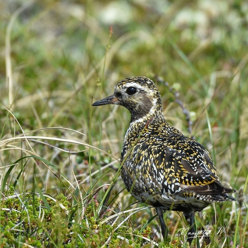 European Golden-Plover