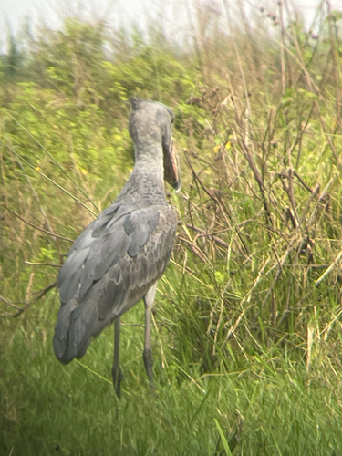 Shoebill