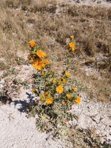 common golden thistle