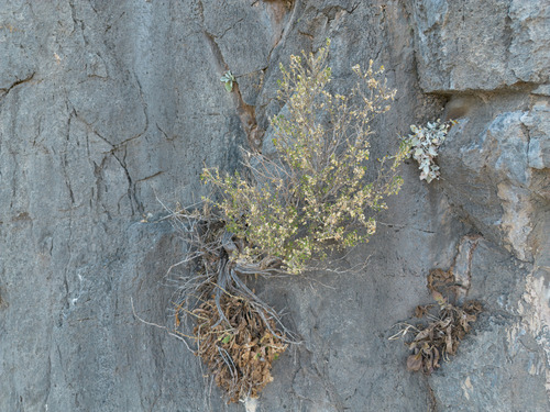 Medicago arborea, photograph 6