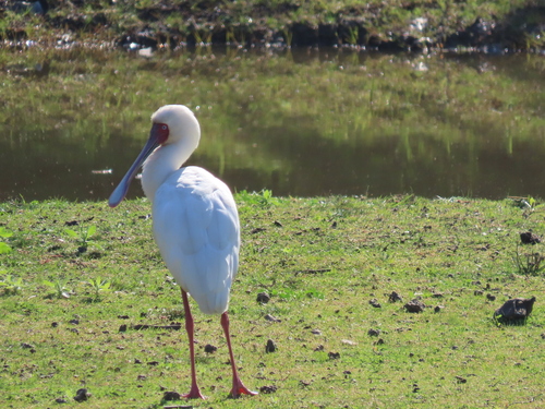 iNaturalist: (c) Nicolaas Myburgh, some rights reserved (CC BY-NC), uploaded by Nicolaas Myburgh iNaturalist image