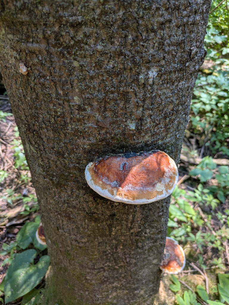 Northern Red Belt · July 2026 · photo: Photo: no rights reserved · iNaturalist