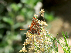 Euphydryas chalcedona corralensis