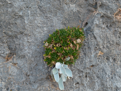 Lomelosia variifolia, photograph 4