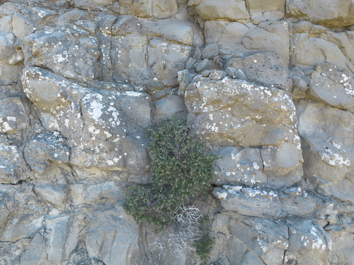 Lithodora hispidula, photograph 2
