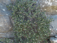 Lithodora hispidula