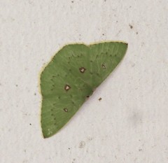 Comostola leucomerata