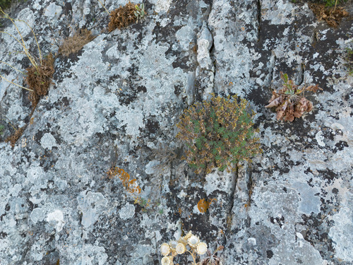 Linum arboreum, photograph 1