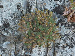 Linum arboreum