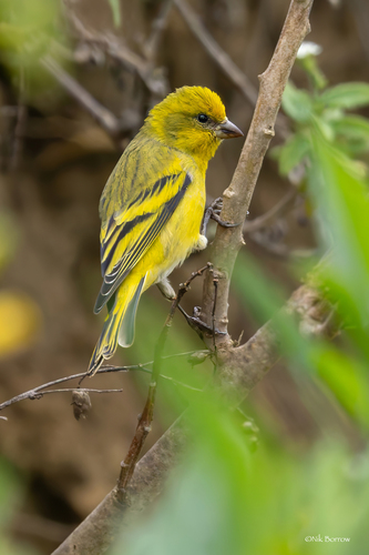 iNaturalist image