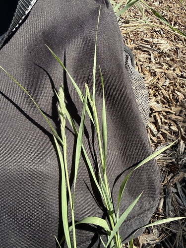 Muhlenbergia racemosa observed 2026-07-13