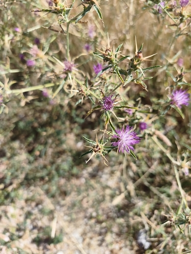 purple star-thistle