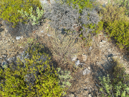 Origanum onites, photograph 1