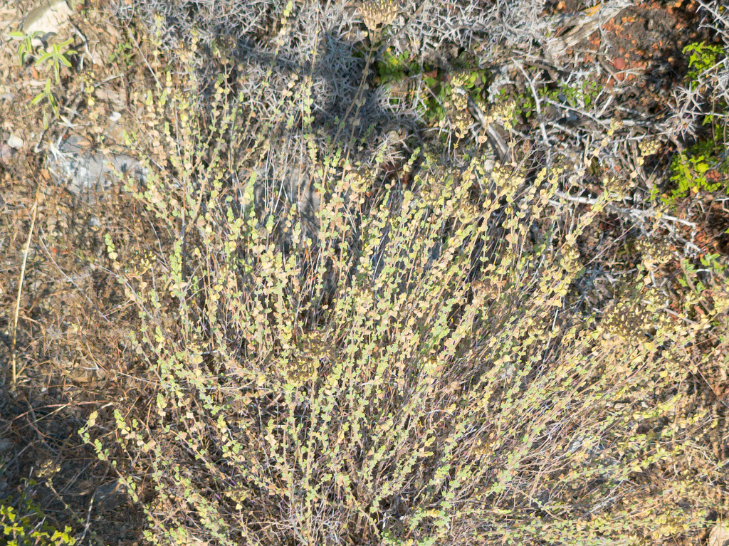 Origanum onites; photograph (c) Eleftherios Katsillis, some rights reserved (CC BY)