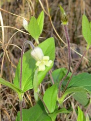 Clematis ochroleuca