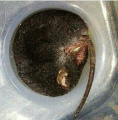 Mexican Shrew photo 4