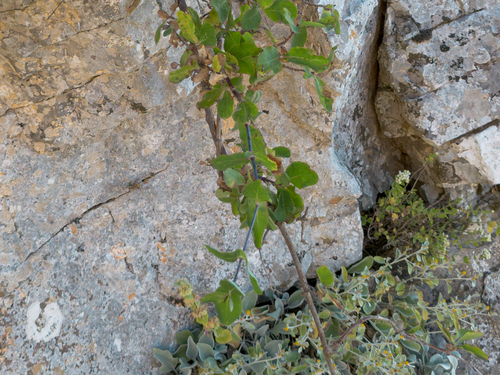 Lonicera etrusca, photograph 1