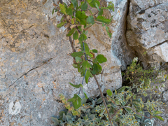 Lonicera etrusca, photograph (c) Eleftherios Katsillis, some rights reserved (CC BY)