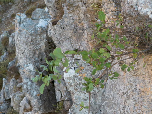Lonicera etrusca