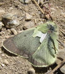 Colias behrii