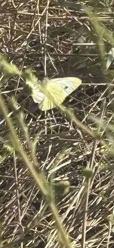 Small White seen in Sonoma Valley