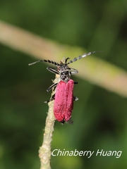 Lycocerus nigricollis