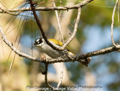 Phaenicophilus palmarum