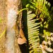 Big-fanned Trunk Anole - Photo (c) Ron Savage, some rights reserved (CC BY-NC-SA), uploaded by Ron Savage