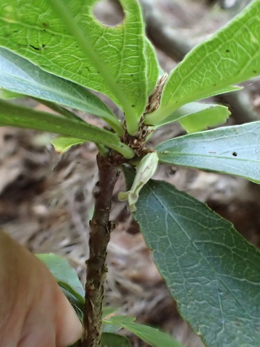Isodendrion laurifolium observed 2026-02-26