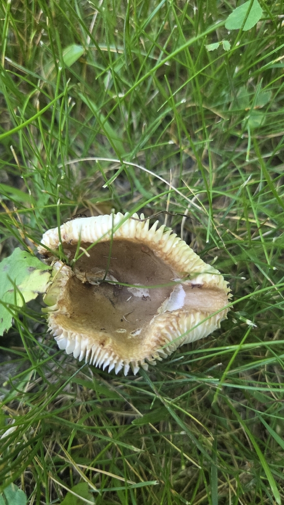 Russula pectinatoides · July 2026 · photo: Photo: no rights reserved · iNaturalist