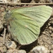 Colias behrii - Photo (c) ecologyelise, algunos derechos reservados (CC BY-NC), uploaded by ecologyelise