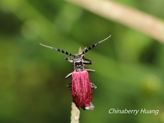Lycocerus nigricollis