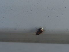 Deraeocoris lutescens