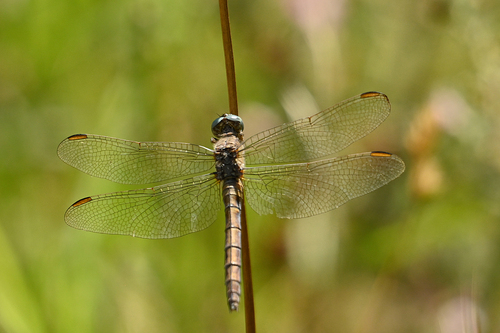 Keeled Skimmer