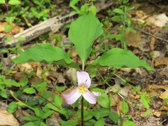 Trillium catesbaei
