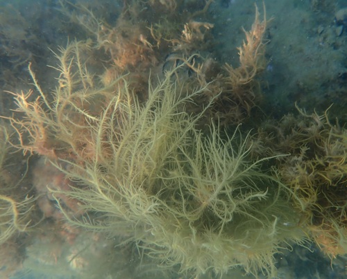 Hypnea musciformis observed 2026-07-15
