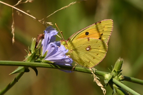 Clouded Yellow