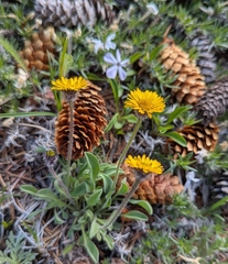 (c) John Brew, some rights reserved (CC BY) Erigeron aureus, photograph (c) John Brew, some rights reserved (CC BY)