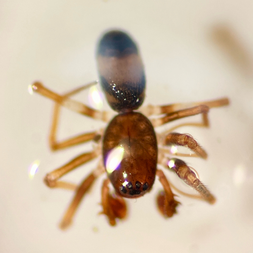 Ant Sheet-web Weaver photo 2
